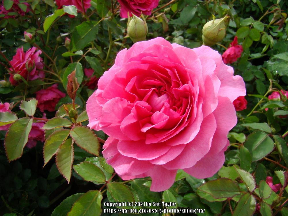 Photo of Rose (Rosa 'Sir John Betjeman') uploaded by kniphofia
