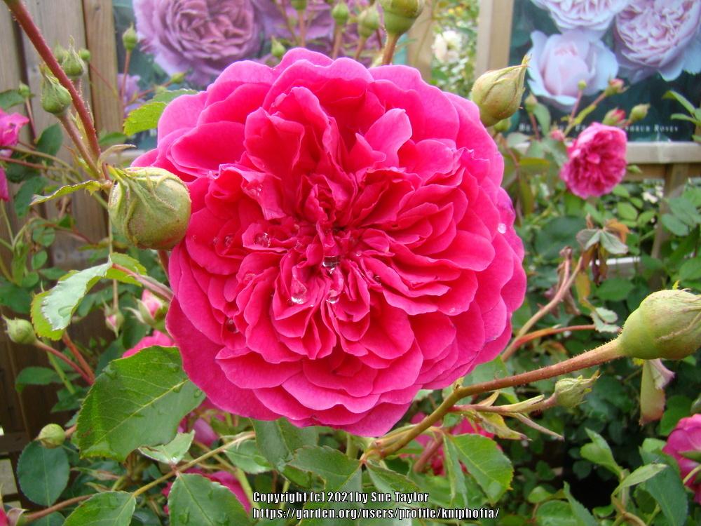 Photo of Rose (Rosa 'Sir John Betjeman') uploaded by kniphofia