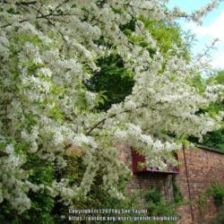 Location: Alnwick garden, Northumberland UK
Date: 2010-05-22