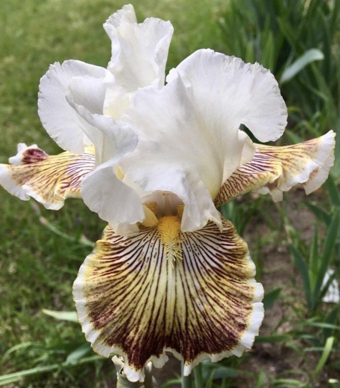 Photo of Tall Bearded Iris (Iris 'Spring Madness') uploaded by Lbsmitty