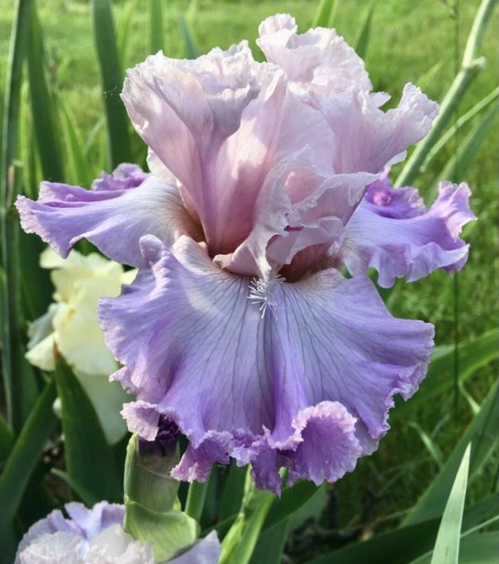 Photo of Border Bearded Iris (Iris 'Dance Card') uploaded by Lbsmitty