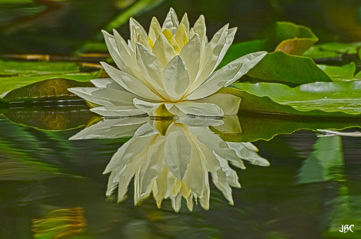 Photo of American White Waterlily (Nymphaea odorata) uploaded by jbcphotos