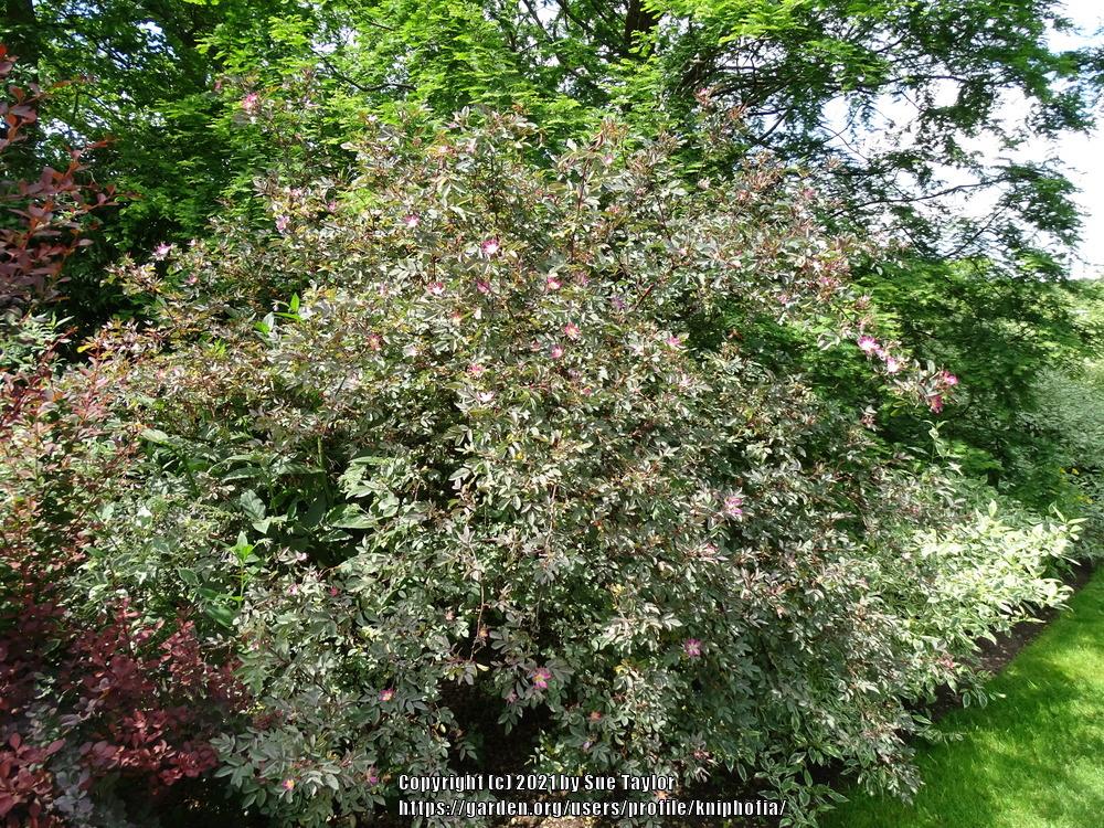 Photo of Red Leaf Rose (Rosa glauca) uploaded by kniphofia