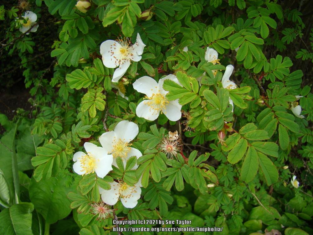 Photo of Wingthorn Rose (Rosa omeiensis) uploaded by kniphofia