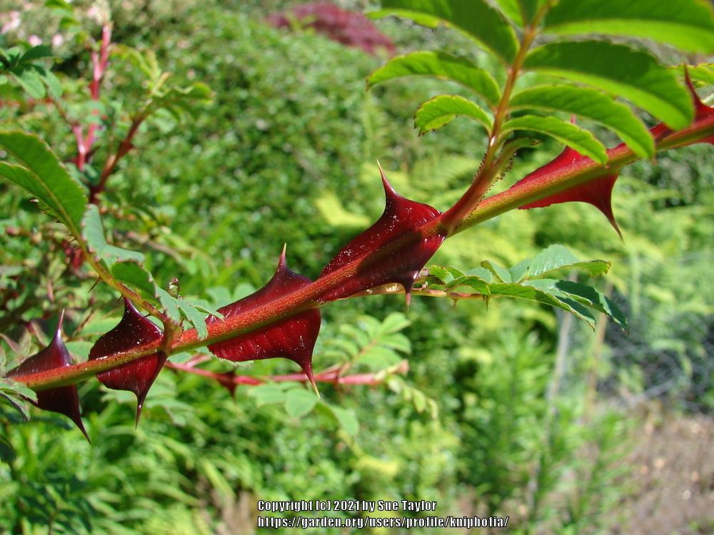 Photo of Wingthorn Rose (Rosa omeiensis) uploaded by kniphofia