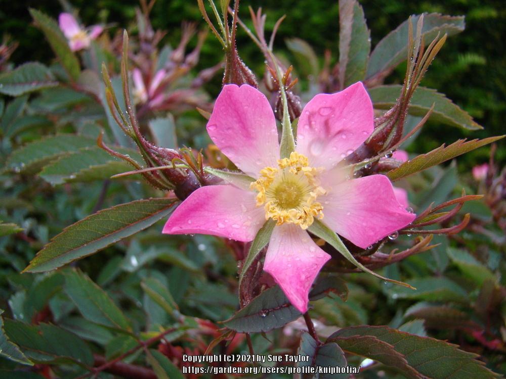 Photo of Red Leaf Rose (Rosa glauca) uploaded by kniphofia