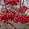 High Bush Cranberry, Viburnum opulus var. americanum - Birds don'