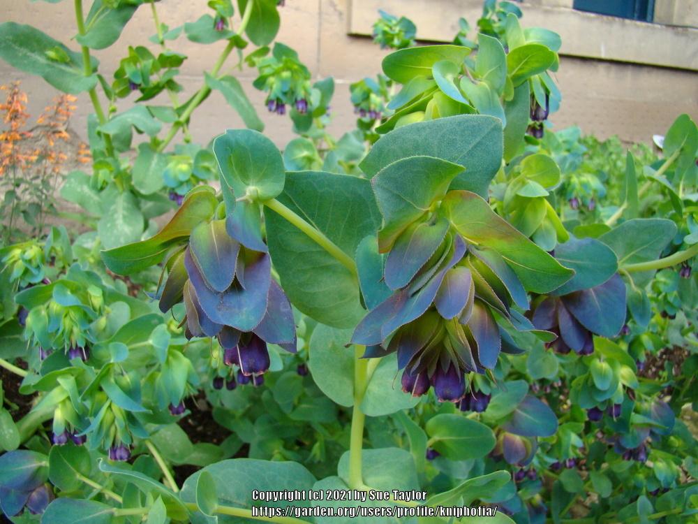 Photo of Honeywort (Cerinthe major subsp. purpurascens) uploaded by kniphofia