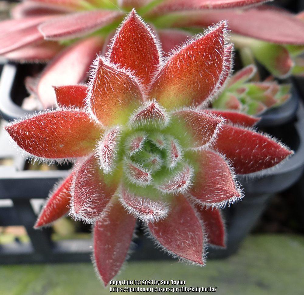 Photo of Hen and Chicks (Sempervivum 'Rosie') uploaded by kniphofia