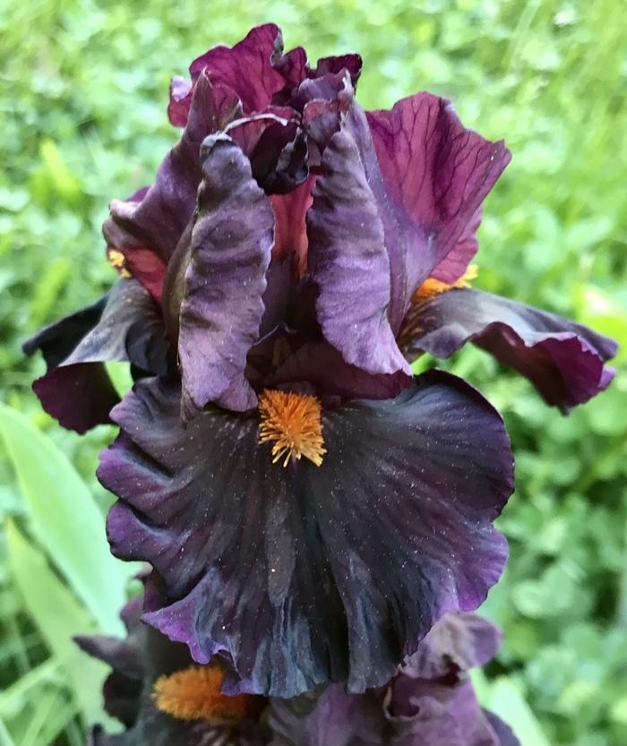 Photo of Intermediate Bearded Iris (Iris 'Jump Start') uploaded by Lbsmitty