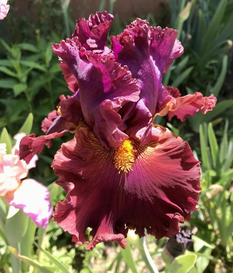 Photo of Tall Bearded Iris (Iris 'Ready for My Closeup') uploaded by Lbsmitty