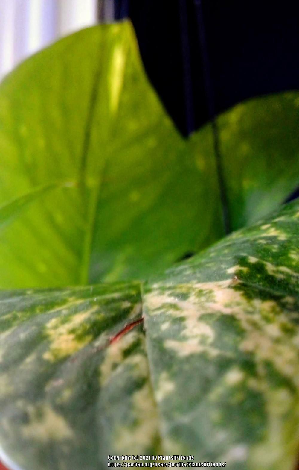 Photo of Pothos (Epipremnum aureum) uploaded by PlantsRFriends