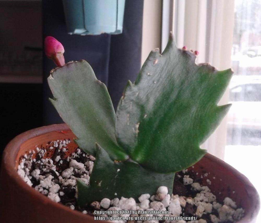 Photo of Christmas Cactus (Schlumbergera truncata) uploaded by PlantsRFriends