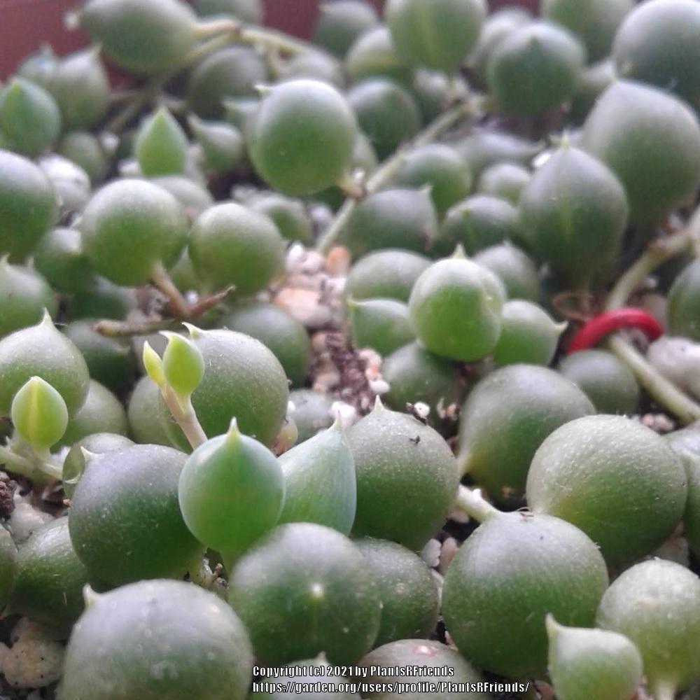 Photo of String of Pearls (Curio rowleyanus) uploaded by PlantsRFriends