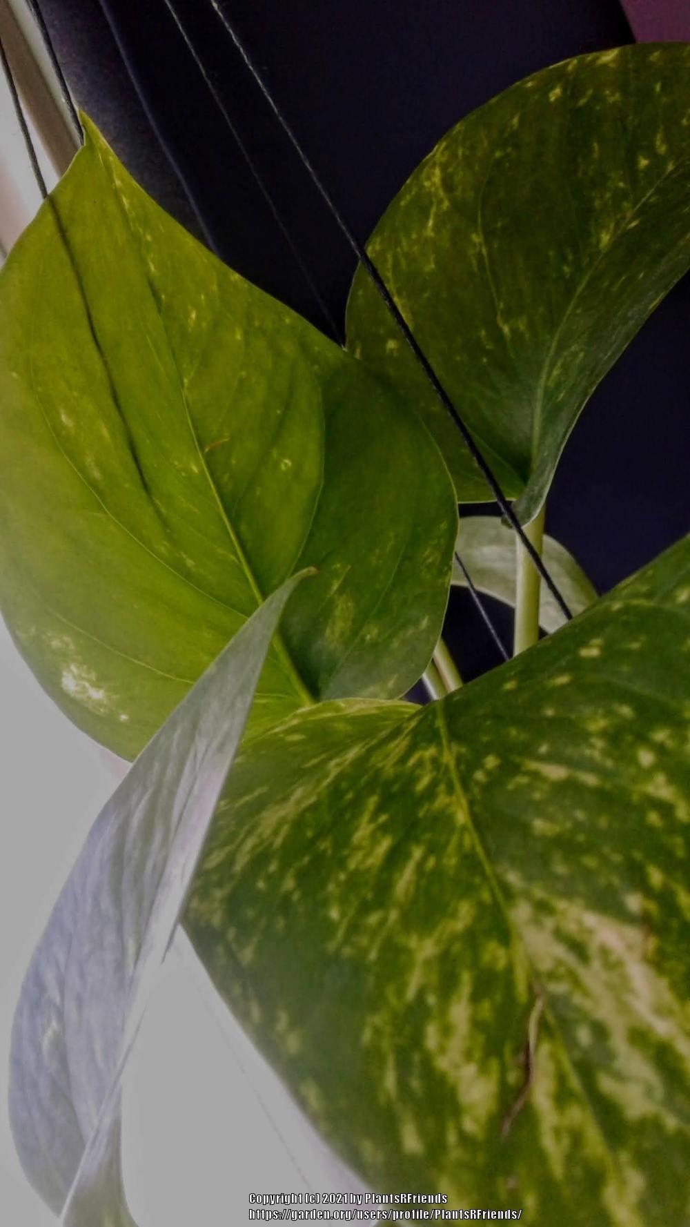Photo of Pothos (Epipremnum aureum) uploaded by PlantsRFriends