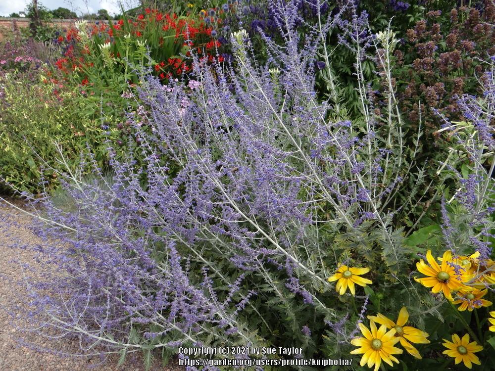 Photo of Russian Sage (Salvia 'Blue Spire') uploaded by kniphofia