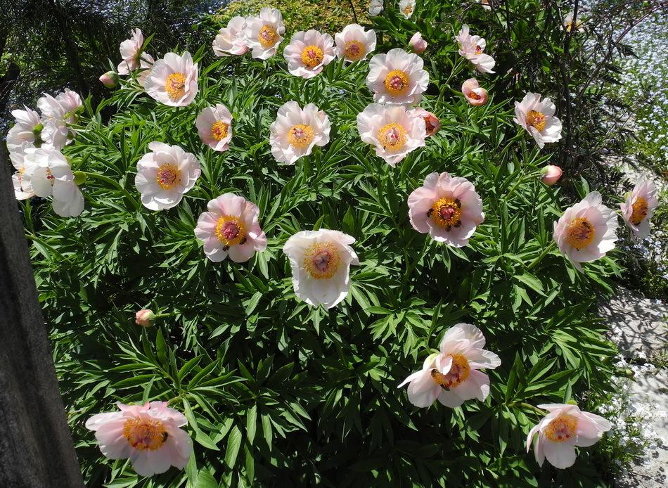 Photo of Peony (Paeonia 'Nosegay') uploaded by Vals_Garden