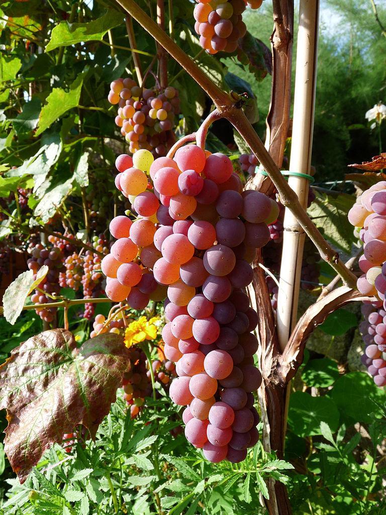 Photo of Seedless Grape (Vitis 'Canadice') uploaded by robertduval14