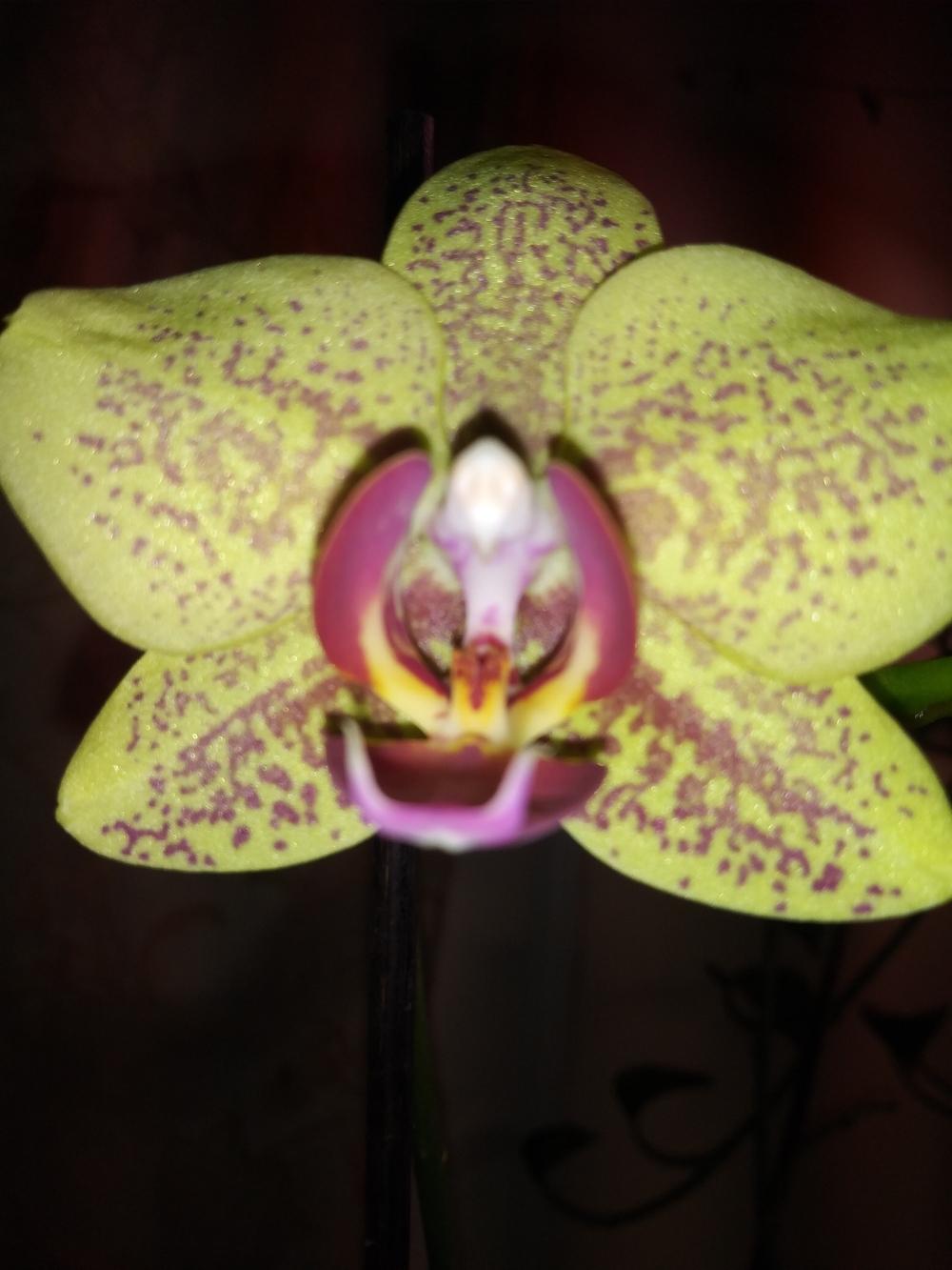 Photo of Moth Orchid (Phalaenopsis) uploaded by Daisysdaughter