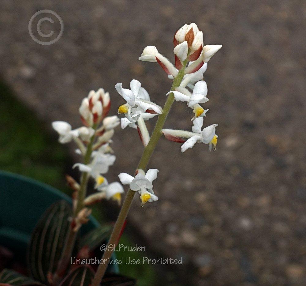 Photo of Jewel Orchid (Ludisia discolor) uploaded by DaylilySLP