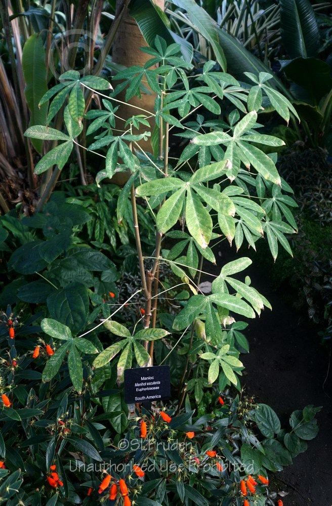 Photo of Tapioca Plant (Manihot esculenta) uploaded by DaylilySLP