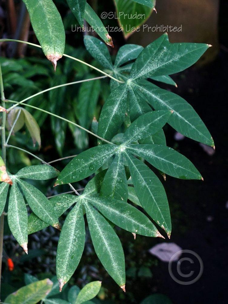 Photo of Tapioca Plant (Manihot esculenta) uploaded by DaylilySLP