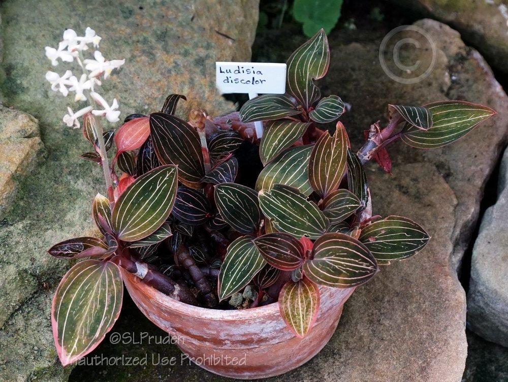 Photo of Jewel Orchid (Ludisia discolor) uploaded by DaylilySLP