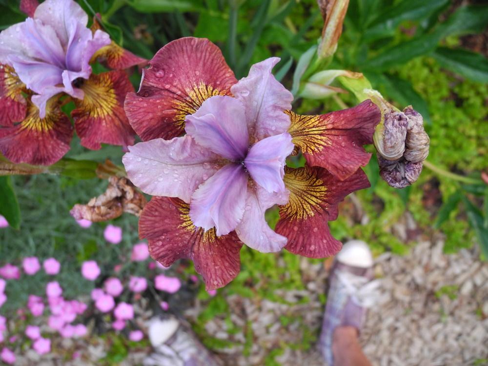 Photo of Siberian Iris (Iris 'Hot Sketch') uploaded by Vals_Garden