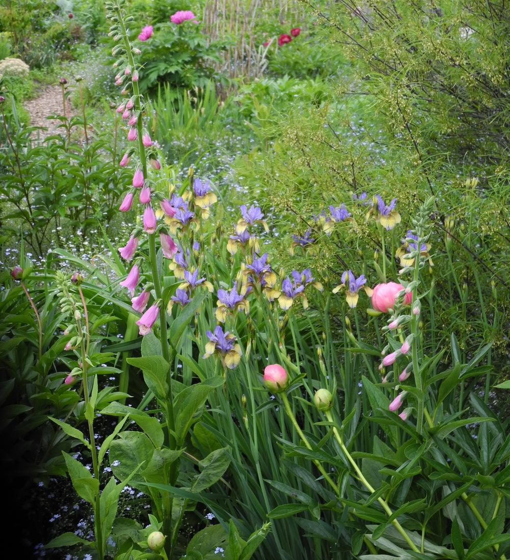 Photo of Siberian Iris (Iris 'So Van Gogh') uploaded by Vals_Garden