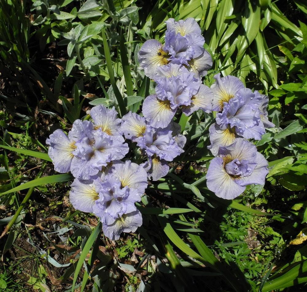 Photo of Siberian Iris (Iris 'Sea of Dreams') uploaded by Vals_Garden