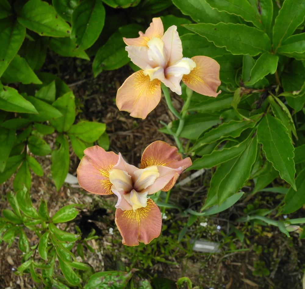 Photo of Siberian Iris (Iris 'Cinnamon Sugar') uploaded by Vals_Garden