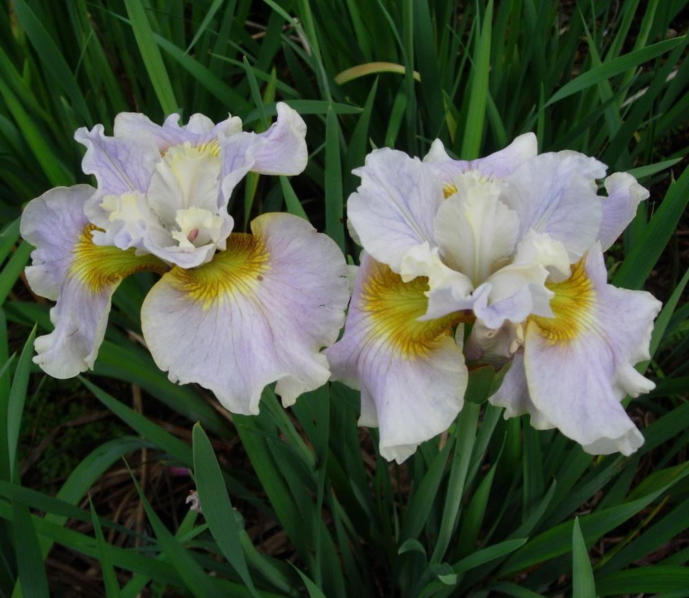 Photo of Siberian Iris (Iris 'Off She Goes') uploaded by Vals_Garden