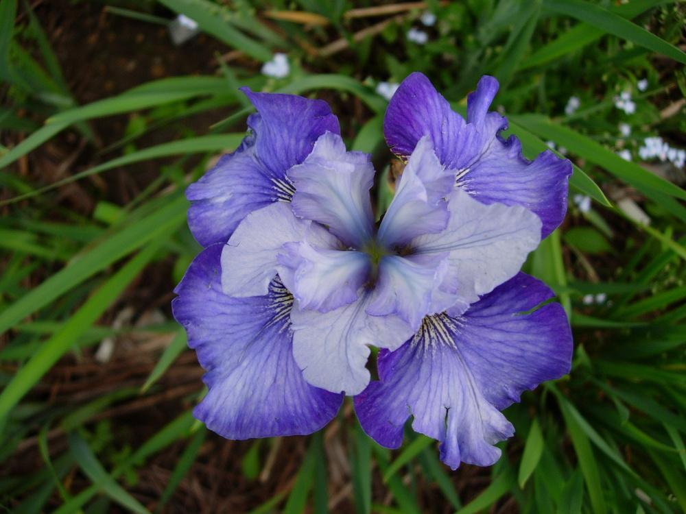 Photo of Siberian Iris (Iris 'Turn a Phrase') uploaded by Vals_Garden