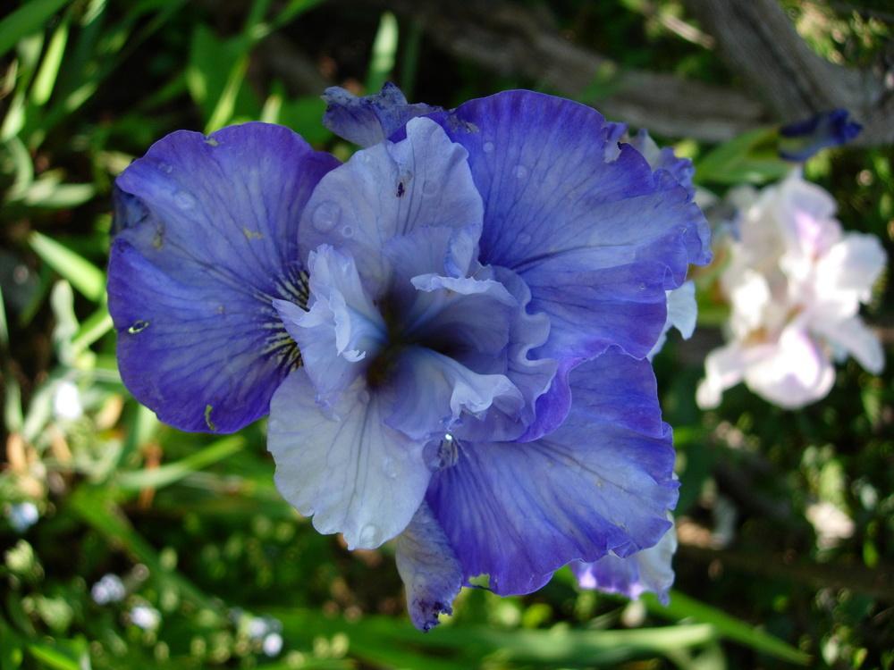 Photo of Siberian Iris (Iris 'Turn a Phrase') uploaded by Vals_Garden