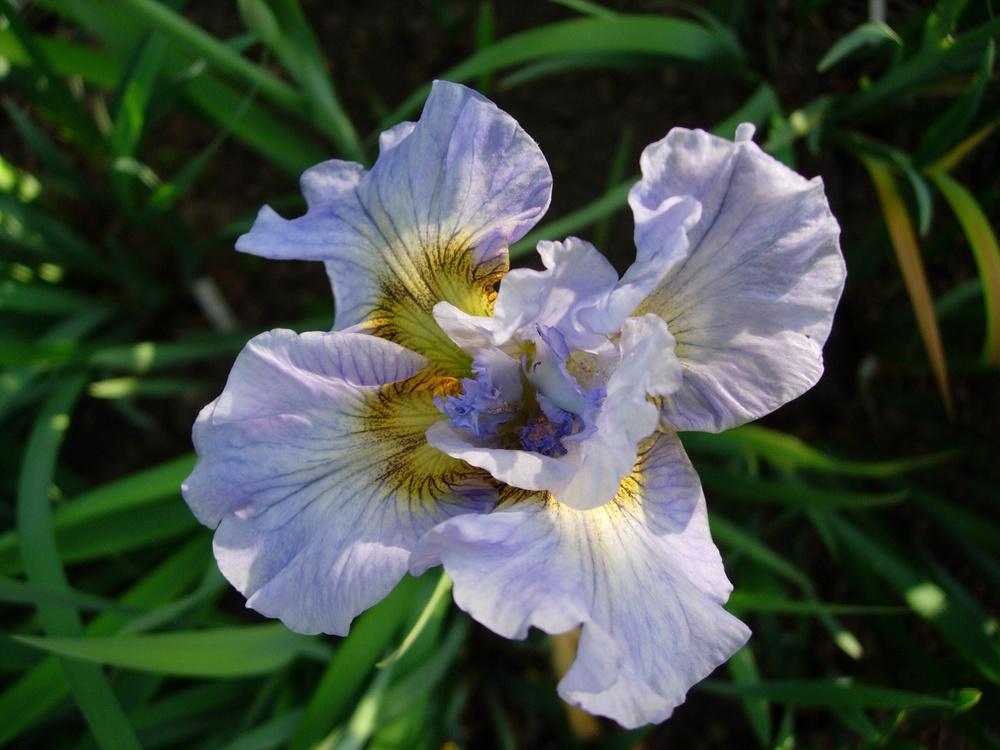 Photo of Siberian Iris (Iris 'Sea of Dreams') uploaded by Vals_Garden