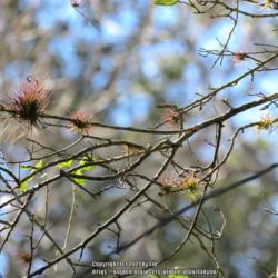 Location: Sebastian,  Florida
Date: 2021-02-04
Juvenile plantlets growing on an oak tree branch.