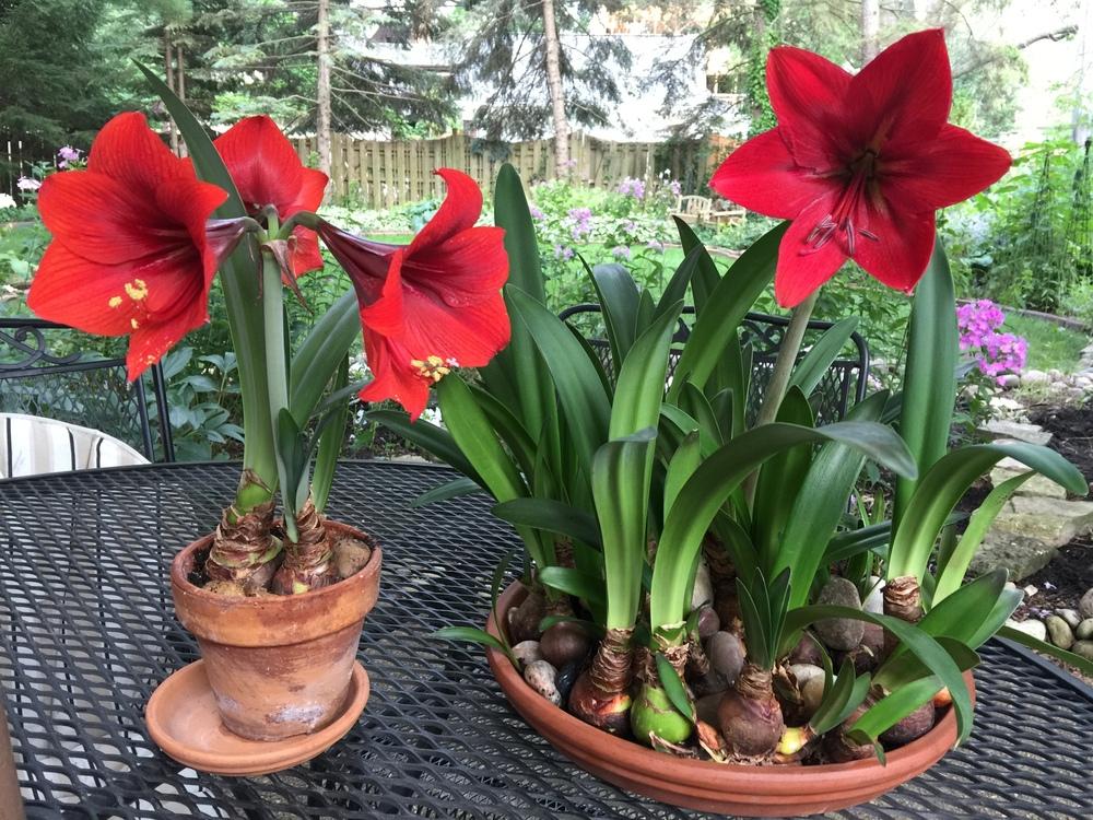 Photo of Amaryllis (Hippeastrum 'Red Lion') uploaded by Fleur569