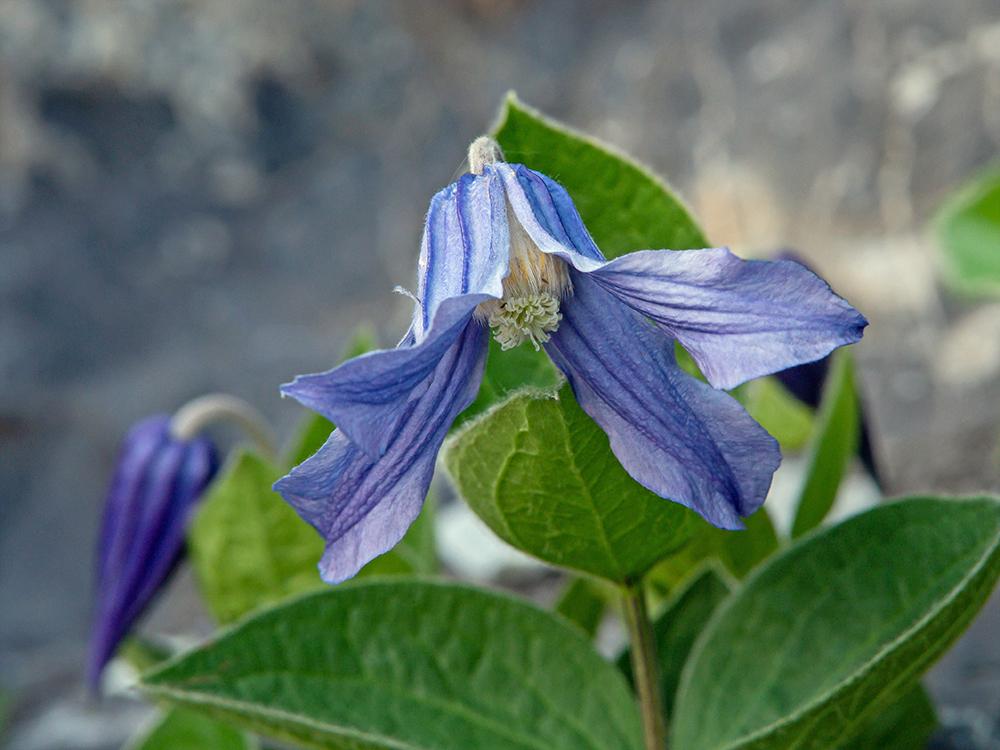 Photo of Clematis (Clematis integrifolia) uploaded by dirtdorphins