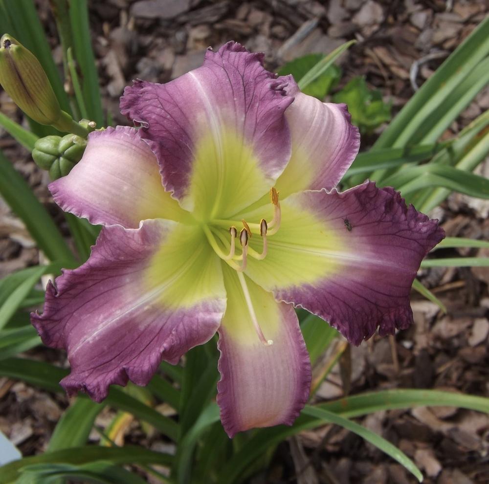 Photo of Daylily (Hemerocallis 'Dream Sequence') uploaded by Curlycollards