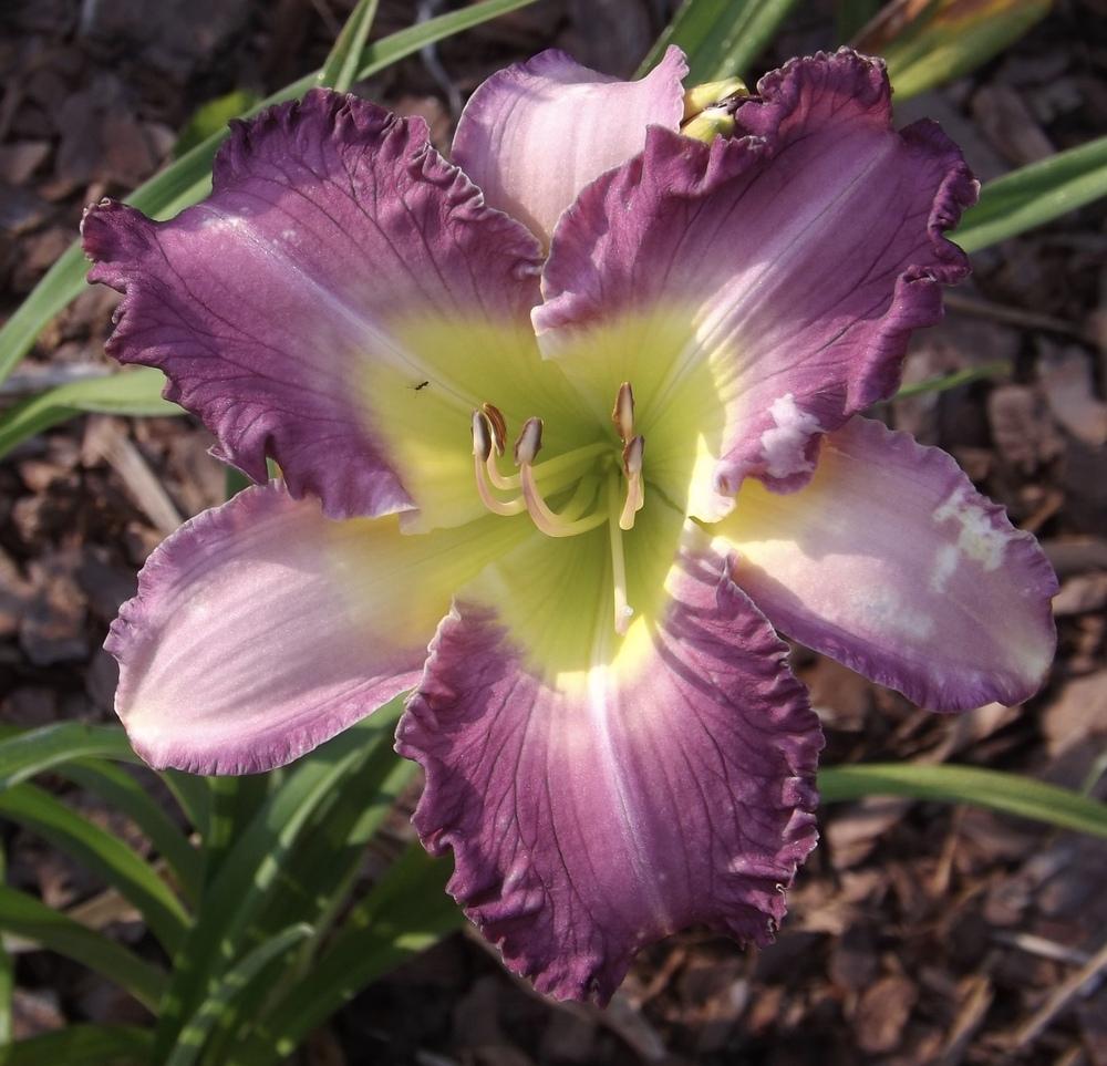 Photo of Daylily (Hemerocallis 'Dream Sequence') uploaded by Curlycollards