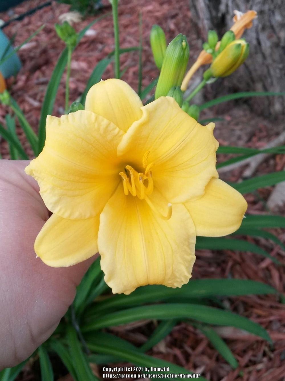 Photo of Daylily (Hemerocallis 'Stella de Oro') uploaded by Hamwild