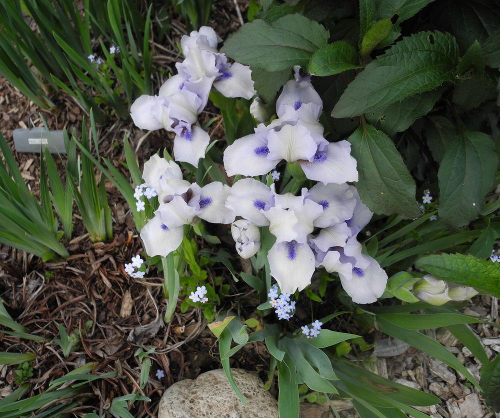 Photo of Standard Dwarf Bearded Iris (Iris 'Forever Blue') uploaded by Vals_Garden