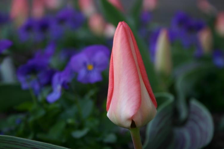 Photo of Lady Tulip (Tulipa clusiana 'Lady Jane') uploaded by jathton