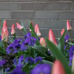 Location: in my clients garden in Oklahoma City
Date: 2007
Viridiflora Tulip (Tulipa 'Artist')
