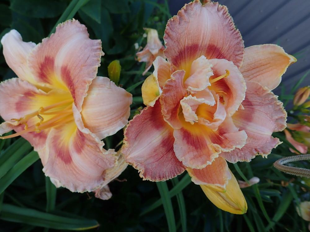 Photo of Daylily (Hemerocallis 'Candyman Can') uploaded by Vals_Garden