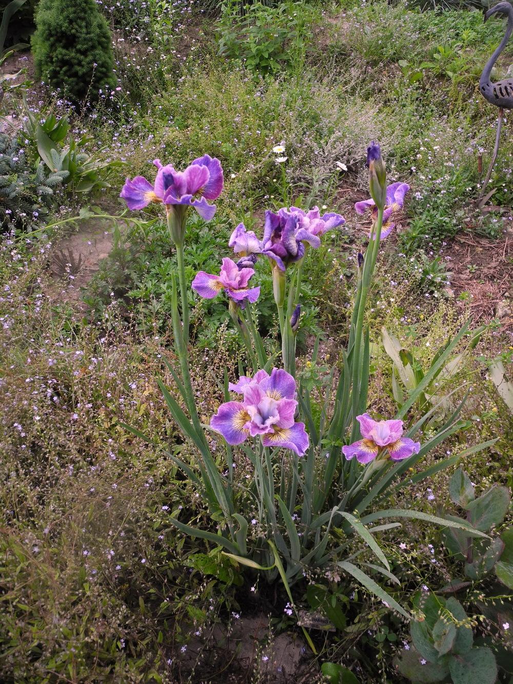 Photo of Siberian Iris (Iris 'Charming Billy') uploaded by Vals_Garden