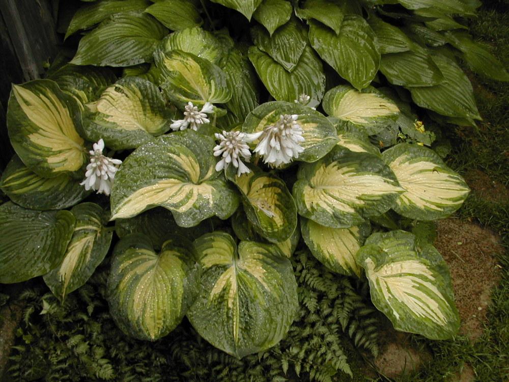 Photo of Hosta 'Great Expectations' uploaded by Vals_Garden