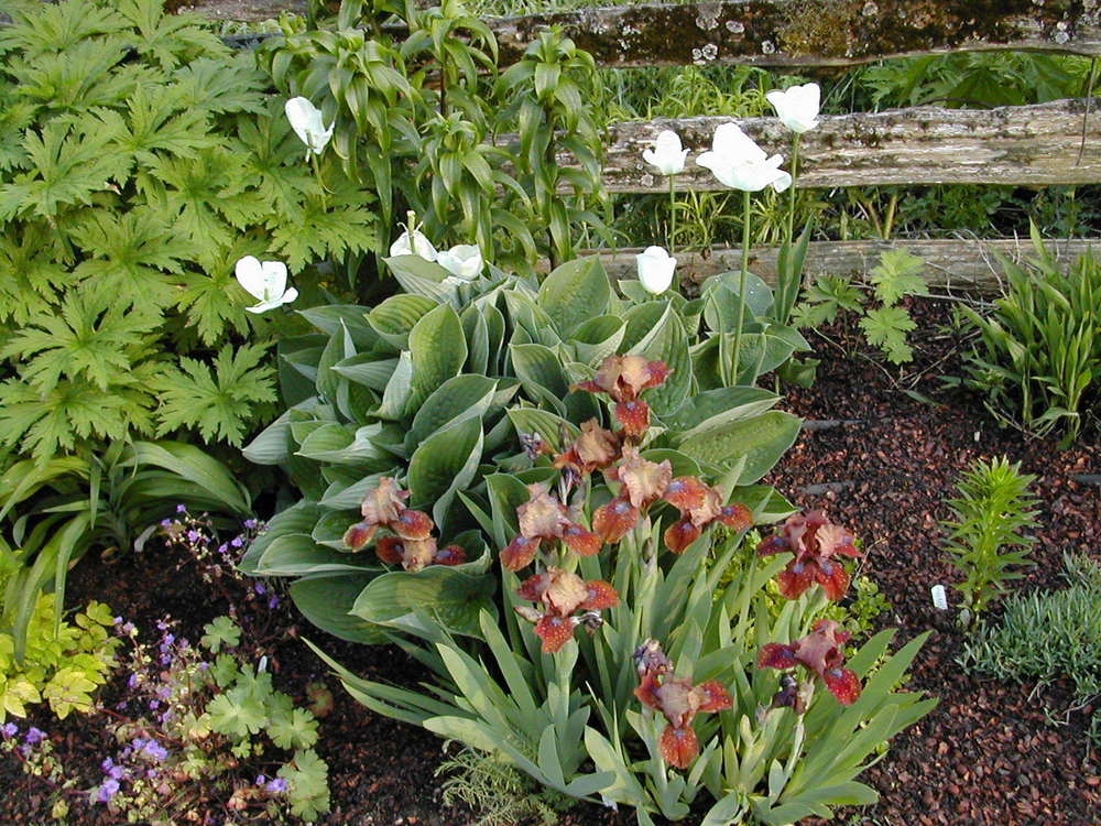 Photo of Standard Dwarf Bearded Iris (Iris 'Tantara') uploaded by Vals_Garden