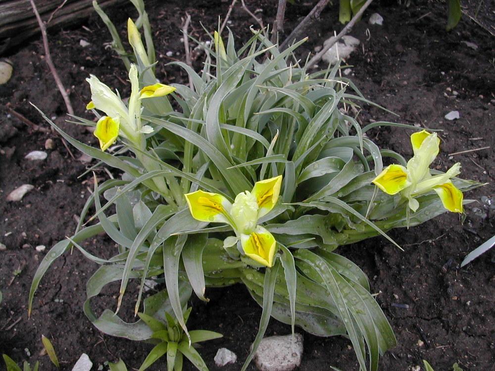 Photo of Juno Iris (Iris bucharica) uploaded by Vals_Garden