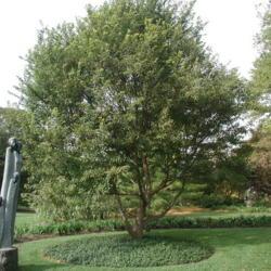 Location: in the Tulsa, OK Botanical Garden
Date: 2001-10-19
Acer buergerianum [Trident Maple]